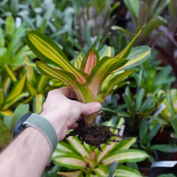 Neoregelia ‘Vulcana’ – Broméliacée rouge pour terrarium