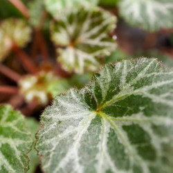 Saxifraga stolonifera