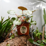 Saxifraga stolonifera