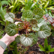 Saxifraga stolonifera