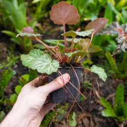 Saxifraga stolonifera