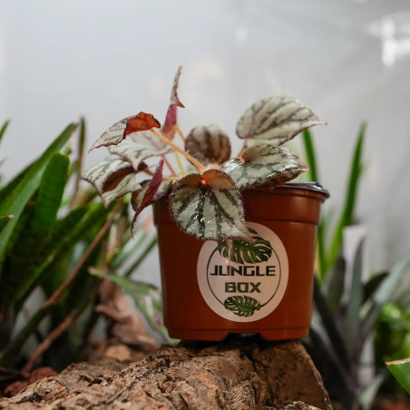 Begonia luzonensis