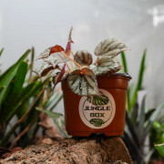 Begonia luzonensis