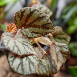 Begonia luzonensis