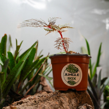 Begonia bipinnatifida – Bégonia au feuillage de fougère | Junglebox