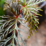 Begonia bipinnatifida cutting