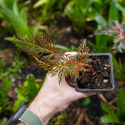 Begonia bipinnatifida cutting