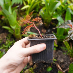 Begonia bipinnatifida – Bégonia au feuillage de fougère | Junglebox