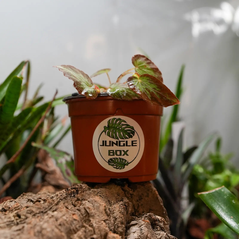 Begonia burkillii ‒ Bégonia rare à feuillage moucheté | JungleBox