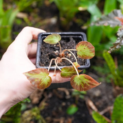Begonia burkillii –junglebox