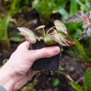 Begonia burkillii –junglebox