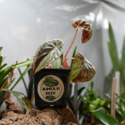 Begonia burkillii 'Silver Edge'