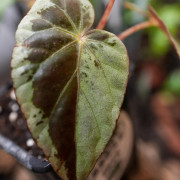 Begonia burkillii 'Silver Edge'
