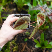 Begonia burkillii 'Silver Edge'