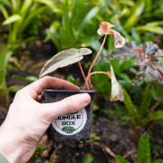 Begonia burkillii 'Silver Edge'