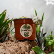 Begonia limprichtii – Bégonia compact à fleurs roses pour terrarium et