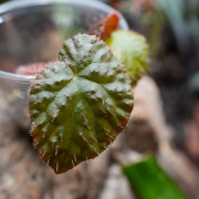Begonia limprichtii – Bégonia compact à fleurs roses pour terrarium et