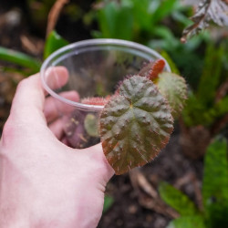 Begonia limprichtii – Bégonia compact à fleurs roses pour terrarium et
