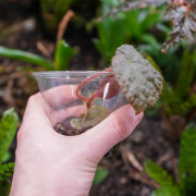 Begonia limprichtii – Bégonia compact à fleurs roses pour terrarium et