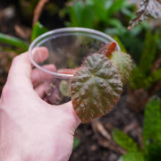 Begonia limprichtii – Bégonia compact à fleurs roses pour terrarium et