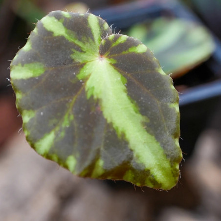 Begonia cleopatra