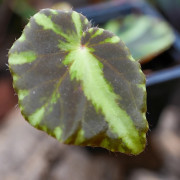 Begonia cleopatra