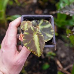 Begonia cleopatra