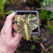 Begonia cleopatra