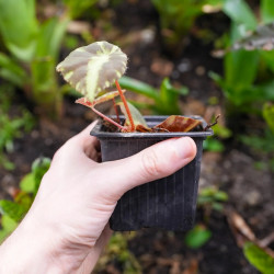 Begonia cleopatra