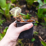 Begonia cleopatra