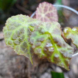 Begonia goegoensis