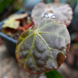 Begonia goegoensis – Plante rare à feuillage graphique