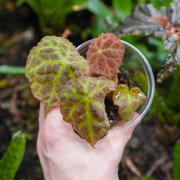 Begonia goegoensis