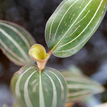 Ludisia discolor (jewel orchid)