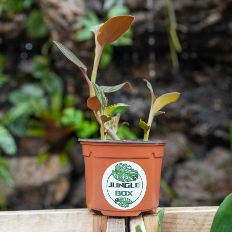 Ludisia discolor (orchidée bijou)