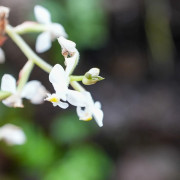 Ludisia discolor (orchidée bijou)