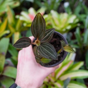 Ludisia discolor (orchidée bijou)
