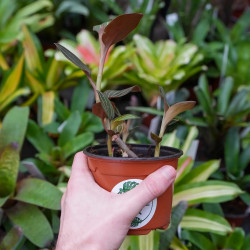 Ludisia discolor (orchidée bijou)