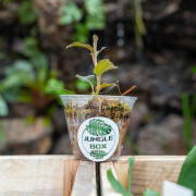 jewel orchid-Anoectochilus albolineatus C.S.P.Parish & Rchb.f