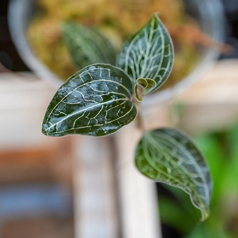 jewel orchid-Anoectochilus albolineatus C.S.P.Parish & Rchb.f