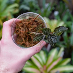 jewel orchid-Anoectochilus albolineatus C.S.P.Parish & Rchb.f