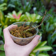 jewel orchid-Anoectochilus albolineatus C.S.P.Parish & Rchb.f