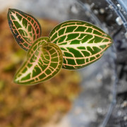 Anoectochilus Hybrid Taiwan Jewel Orchid – Rare & Stunning