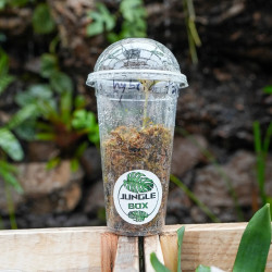 Anoectochilus Hybrid Taiwan Jewel Orchid – Rare & Stunning