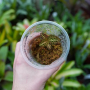 Anoectochilus Hybrid Taiwan Jewel Orchid – Rare & Stunning