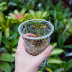 Orchidée Bijou Anoectochilus Hybrid Taiwan – Rare & Lumineuse