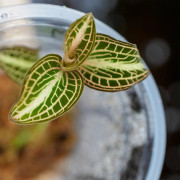 Anoectochilus reinwardtii milky way