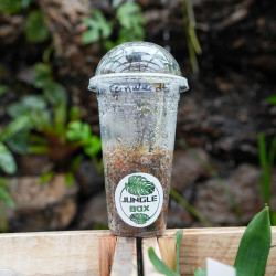 jewel orchid-Anoectochilus reinwardtii milky way