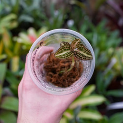 Anoectochilus reinwardtii milky way