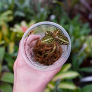 Anoectochilus reinwardtii milky way